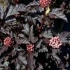 Physocarpus Panther® Ninebark -Park Seed® Shop v2413