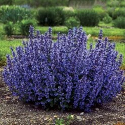 'Cat's Pajamas' Catmint