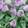 Buddleia Pugster® Amethyst Butterfly Bush 1 Buddleia Pugster® Amethyst Butterfly Bush -Park Seed® Shop v2566