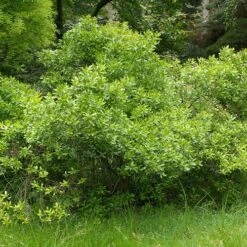 Myrica Northern Bayberry