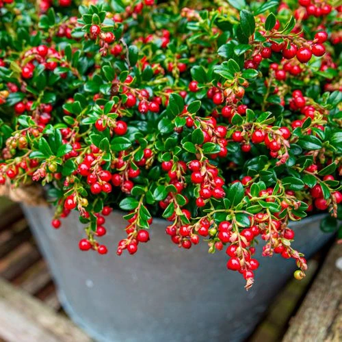 Vaccinium 'Red Candy' Lingonberry 4 Vaccinium 'Red Candy' Lingonberry - Image 2