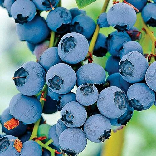 Vaccinium 'Razz' Blueberry 3 Vaccinium 'Razz' Blueberry