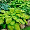 Hosta 'Stained Glass' Plantain Lily 1 Hosta 'Stained Glass' Plantain Lily -Park Seed® Shop v2587