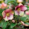 Helleborus HGC® Ice N' Roses® Dark Picotee Hellebore 2 Helleborus HGC® Ice N' Roses® Dark Picotee Hellebore -Park Seed® Shop v2589