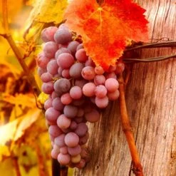 Vitis 'Reliance' Red Seedless Grape -Park Seed® Shop v2595 2