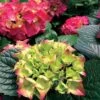 Hydrangea 'Glowing Embers' Bigleaf Hydrangea 2 Hydrangea 'Glowing Embers' Bigleaf Hydrangea -Park Seed® Shop v2598