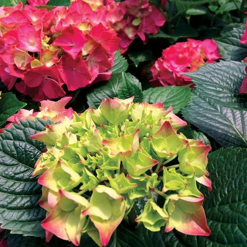 Hydrangea 'Glowing Embers' Bigleaf Hydrangea 3 Hydrangea 'Glowing Embers' Bigleaf Hydrangea
