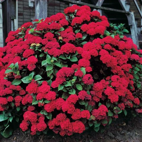 Hydrangea 'Glowing Embers' Bigleaf Hydrangea 5 Hydrangea 'Glowing Embers' Bigleaf Hydrangea - Image 3
