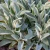 Stachys 'Helene Von Stein' Lambs Ear 2 Stachys 'Helene Von Stein' Lambs Ear -Park Seed® Shop v2601