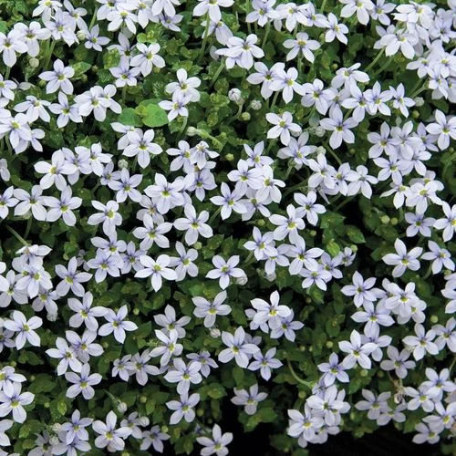 Isotoma Blue Star Creeper 3 Isotoma Blue Star Creeper