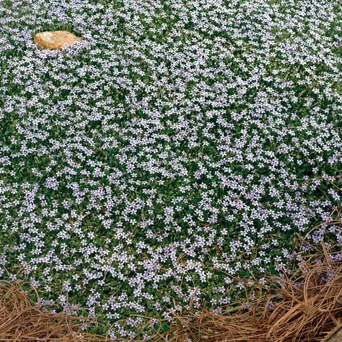 Isotoma Blue Star Creeper 4 Isotoma Blue Star Creeper - Image 2