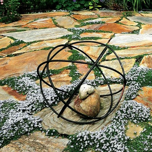 Isotoma Blue Star Creeper 5 Isotoma Blue Star Creeper - Image 3