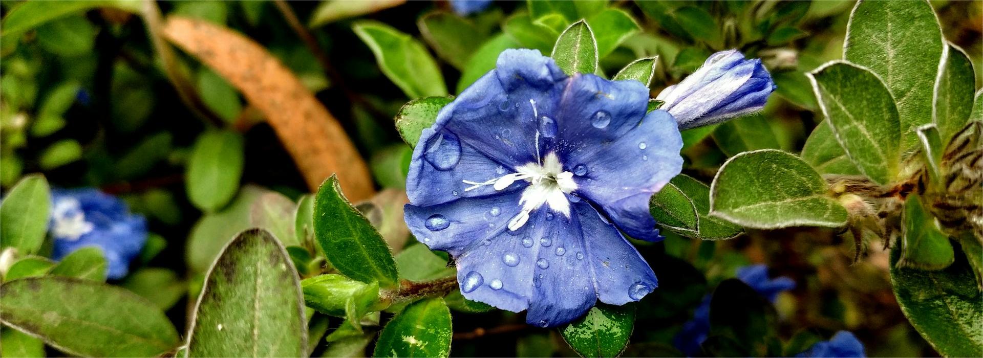 Park Seed® Shop 3 Park Seed® Shop -Park Seed® Shop woliul hasan CY8d s7ACrA unsplash